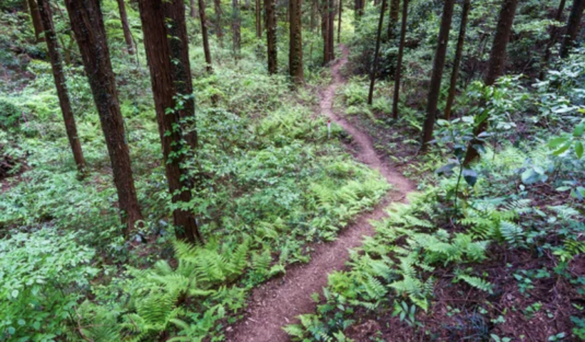 京都の山中で米大学生が遺体で発見　家族旅行中に突然行方不明に（6/9）