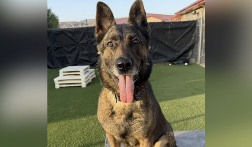 3頭の“ヒーロー犬”が全米へ　南カリフォルニアから最終候補入り（8/10）