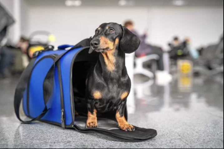 大型犬はどうする？　猫は？　小鳥は？　アメリカ主要航空会社、ペットと飛行機に乗るための最新事情（8/19）